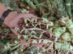 Talking Tereré on NPR