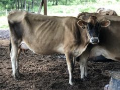 A Month of Skinny Cows and Caña – A Month of Skinny Cows and Caña A cow is standing in the dirt
