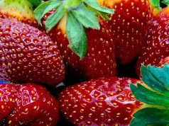 Strawberries! – ¡Frutillas! A group of colorful flowers
