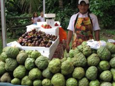 Cherimoyas: Bizarre and Delicious – Cherimoyas: Strange and Delicious A group of fruit and vegetables on display