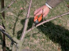The Power of “Pruning” A bird perched on a tree branch