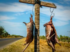 Paraguay Photoblogs – Paraguayan Photoblogs A reptile in the grass