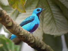 One Last Birding Trip A small blue bird perched on a tree branch